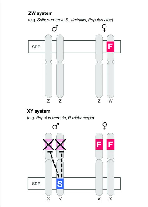 Diagram Of The Architecture Of Sex Determination In Willow And Download Scientific Diagram