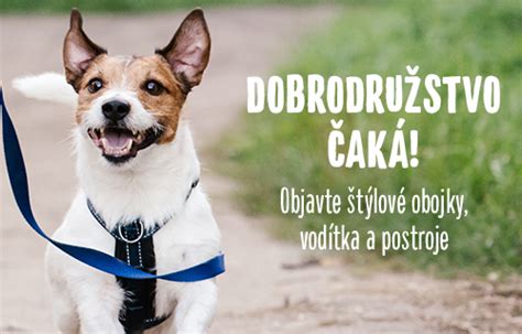 Zvracanie u psov rady a tipy pre chovatelov zoohit Magazín