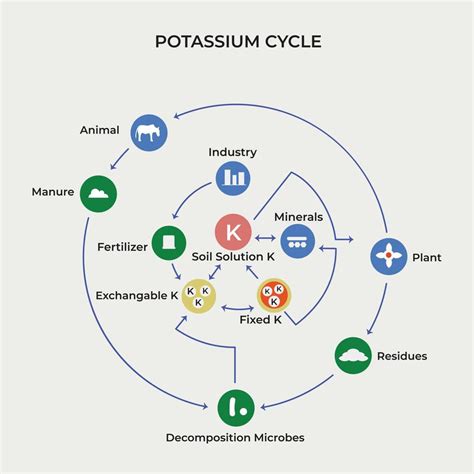 Ciclo Del Potasio Desde Fertilizante Esti Rcol Residuos Hasta La