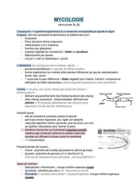 Microbiologie Cours Mycologie Dans Annale X X Champignon