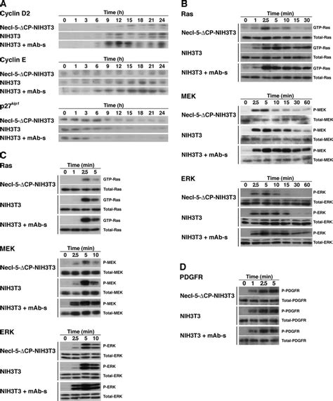 Expression levels of various cell cycle regulators and activation of ...