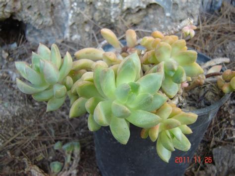 Golden Sedum Sedum Adolphii Types How To Grow And Care Florgeous