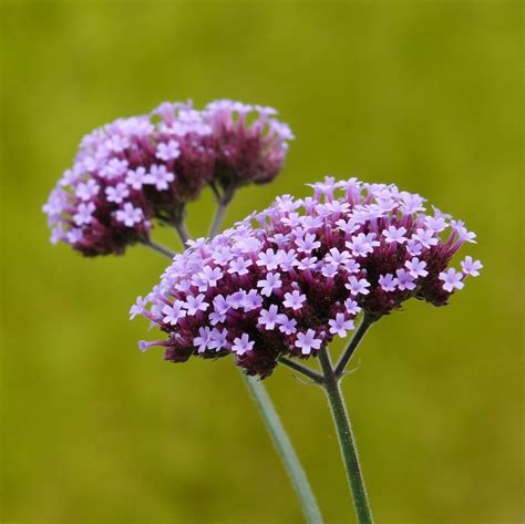 Verbena Bonariensis Seeds Purple Flower Seeds132 Mays Garden Seed