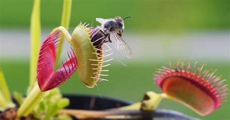 Росянка и венерина мухоловка - 68 фото