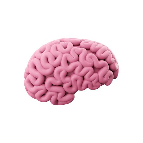 Volumetric Pink Brain Is A Top View Stock Vector Colourbox