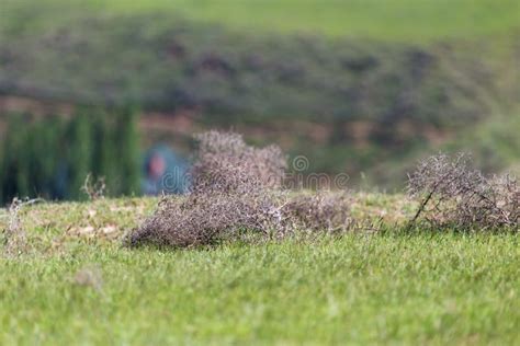 Tumbleweed Grass Field Stock Image Image Of Green Sage 109923867