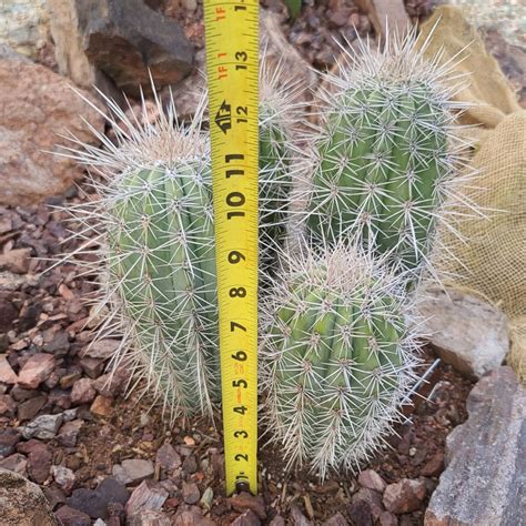 Cactus False Saguaro Pachycereus Pringlei Life In The Wick