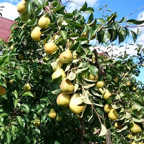 Летние сорта груш - купить саженцы во Владимире с доставкой
