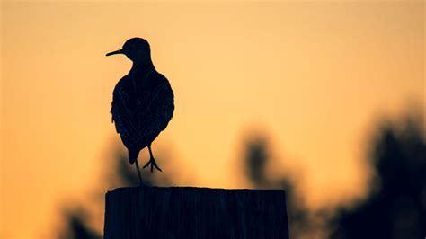 Black and White Bird Wallpapers - Top Free Black and White Bird
