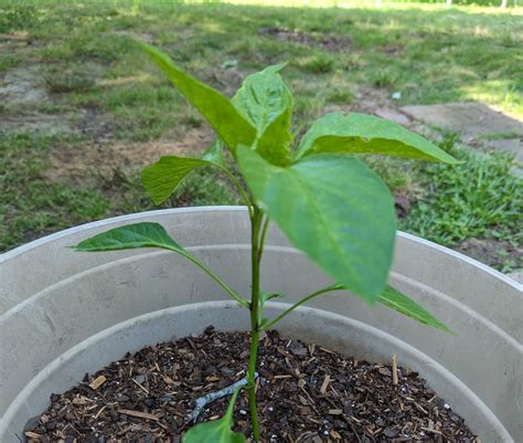 How to Grow Bell Peppers in Pots or Containers (With 10 Must-Follow Tips!)