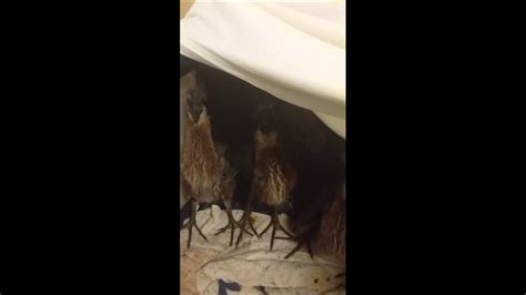Baby Great Blue Herons At Feeding Time Youtube