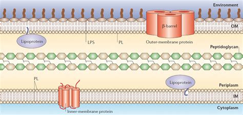 1 General Structure Of The E Coli Cell Envelope Adapted From Ruiz Et Download Scientific Diagram