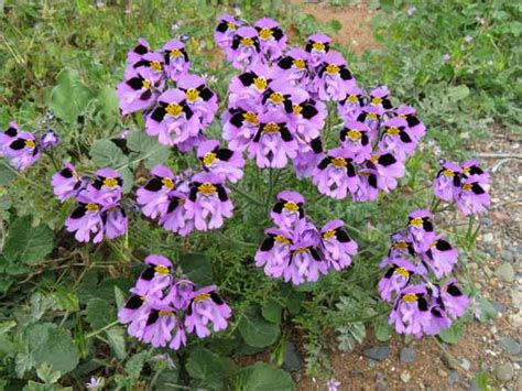 Схизантус: посадка, выращивание из семян и уход, фото цветовКомнатные ...