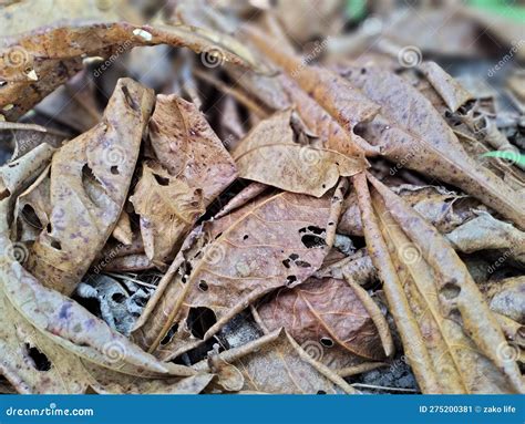 Dry Leaves Natural Soil Compost Stock Image Image Of Natural Food