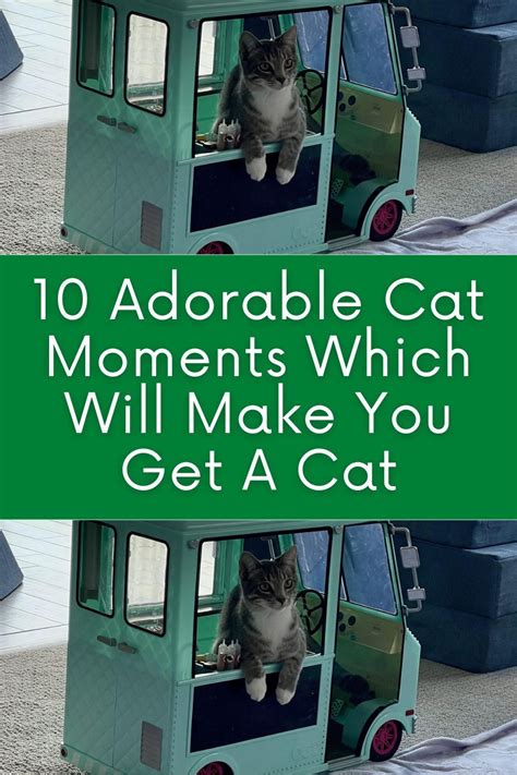10 Adorable Cat Moments Which Will Make You Get A Cat Cute Cats Cats