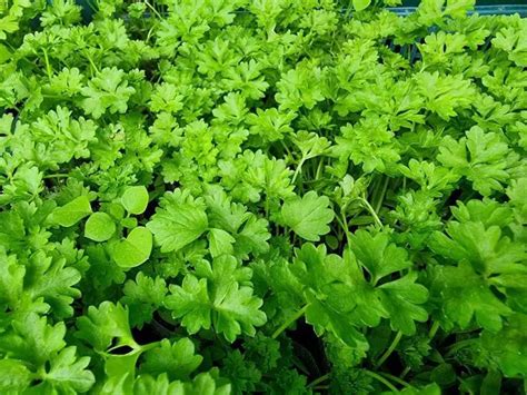 Чем посыпать грядки, чтобы петрушка выросла пышной и сочной: новости ...