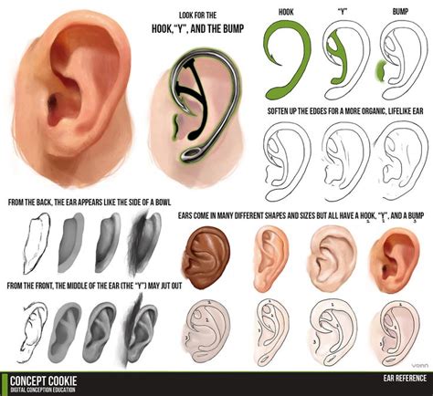 79 Best Images About Drawing Tips The Ear On Pinterest