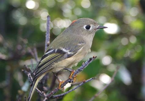 Top 28 Backyard Birds In Texas Free Picture Id Printable Bird Advisors