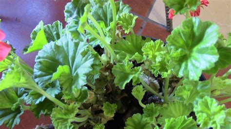 ПЕЛАРГОНИИ В ЯНВАРЕ СТОИТ ОСМОТРЕТЬ И СЛЕГКА УДОБРИТЬ! - YouTube