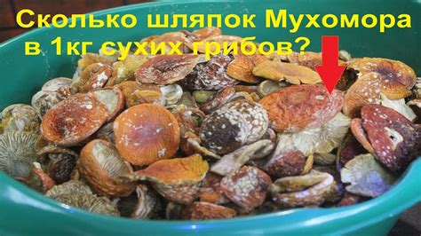 🍄Сколько Мухомора в 1кг сушёного гриба? Посчитаем.. - YouTube