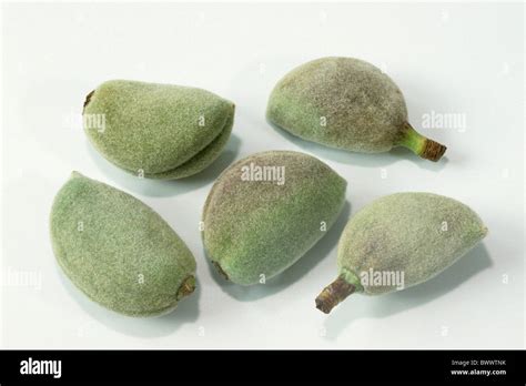 Common Almond Prunus Dulcis Var Dulcis Prunus Amydalus Unripe