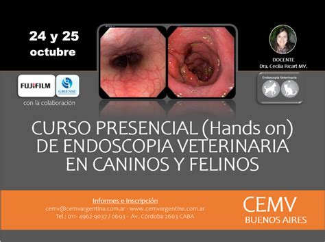 Curso Presencial Hands on de Endoscopía en Caninos y Felinos CEMV