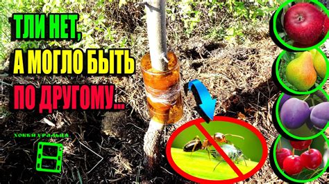 ТЛИ НЕТ, КОГДА УБИРАТЬ ЛОВУШКУ ОТ МУРАВЬЕВ? СРЕДСТВО ОТ МУРАВЬЕВ И ТЛИ ...