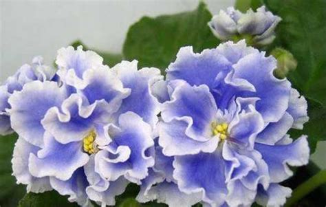 Фиалки - сорт "Голубой туман" | Festima.Ru – частные объявления