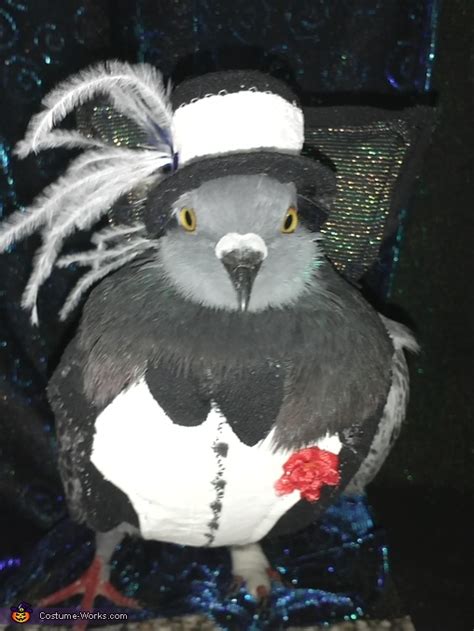 The Amazing Bennie - Pet Pigeon wearing his Halloween Costume