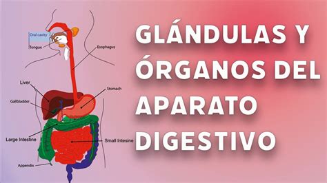 Video Glándulas Y órganos Del Aparato Digestivo 3º Eso