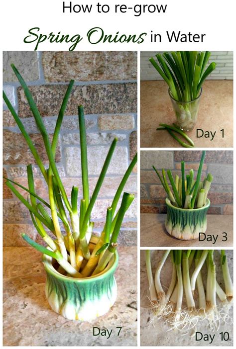 Regrow Spring Onions in Water - Fun Gardening Hack