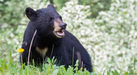 Scopri l orso più grande mai catturato in Arizona