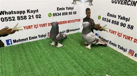 Canlı Oyun Kuşu Güvercin Mezatı Emin Yahşi Canlı Mezat canlı