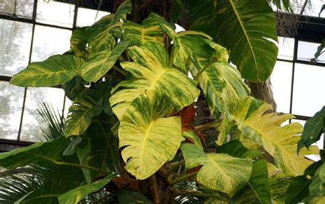 How To Care For Golden Pothos Expert Tips And Tricks Foliage Friend Learn About Different