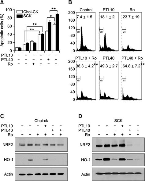 Apoptotic cell death and HO-1 expression in CC cells treated with PTL ... 
