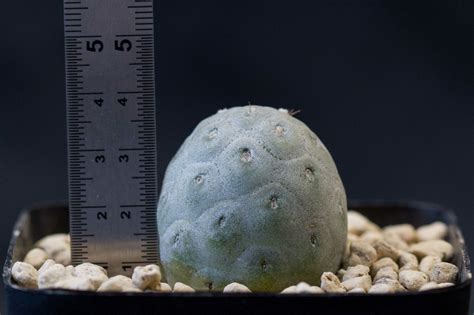 Tephrocactus geometricus for sale - Living Desert Plants