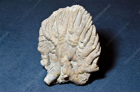 Crinoid Fossil - Stock Image - C028/5266 - Science Photo Library