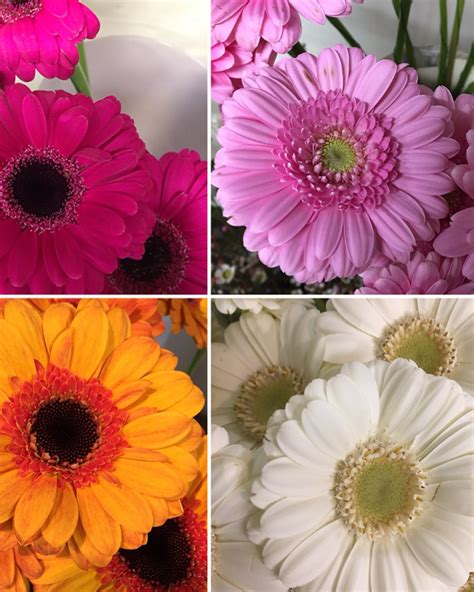 Sheila Hurst And Blundell Florist Southampton