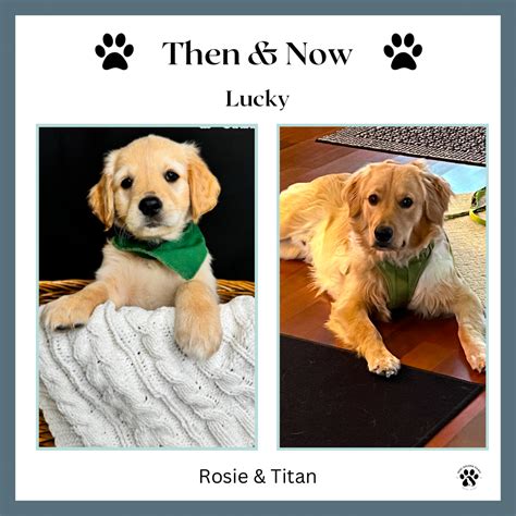 Then & Now Gallery - Mini Golden Paws | Mini Golden Retriever Puppies