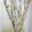 Artificial Pussy Willow Spray Picks Sprays Florals Craft Supplies Factory Direct Craft