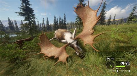 Diamond Piebald Moose : r/theHunter