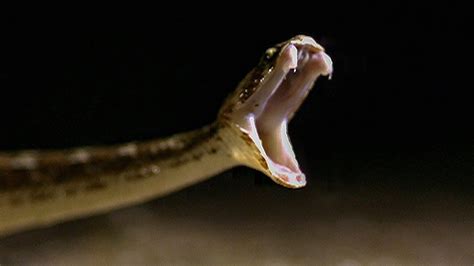 Russell Viper Bite