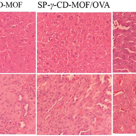 Hematoxylin And Eosin Hande Staining Of Histological Sections Download Scientific Diagram