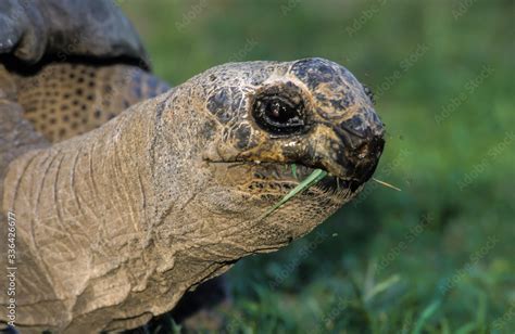 Tortue G Ante Des Seychelles Aldabrachelys Gigantea Seychelles Stock