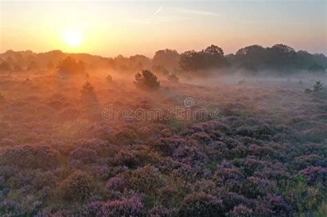 Aerial From A Beautiful Sunrise In National Park De Hoge Veluwe In The