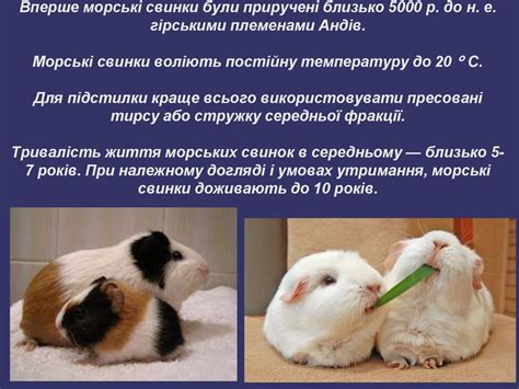 Морська свинка - презентация онлайн