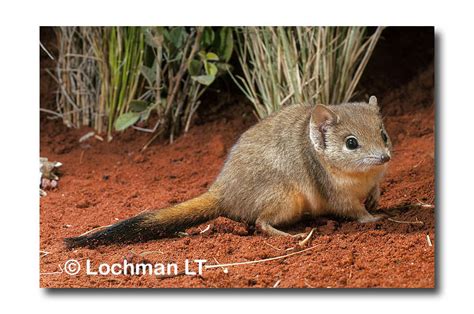 Brush-tailed Mulgara - Lochman TransparenciesLochman Transparencies