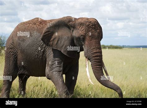 Elephant Big Huge Tusker Amboseli Big Five Safari Baby African Bush