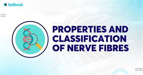 Properties and Classification of Nerve Fibres - Testbook.com