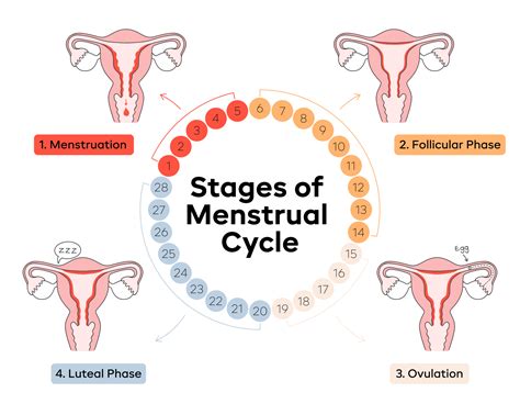 Stages Of The Menstrual Cycle Transform With Natasha